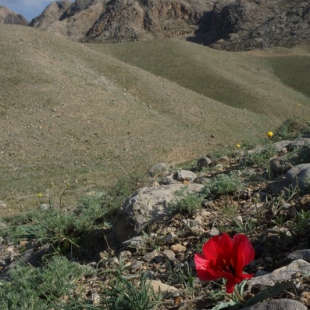 Tulipa rosea